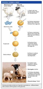 Process of cloning a sheep, demonstrating genetic equivalence