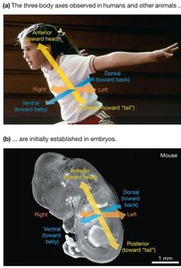 Body axes in humans and mouse embryos