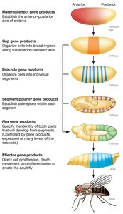 Genetic regulatory cascade in Drosophila development