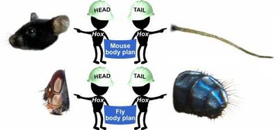 Hox genes specify body plans in mouse and fly