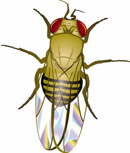 Normal fruit fly