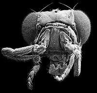 Scanning electron micrograph of a fruit fly head showing homeotic mutation