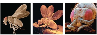 Homeotic mutants: wings in place of halteres, legs in place of antennae