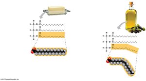 Saturated and unsaturated fats