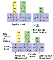 Peptide bond formation and polypeptide structure