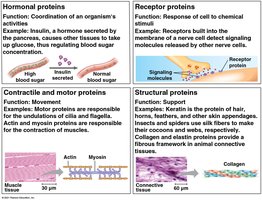 More examples of protein functions