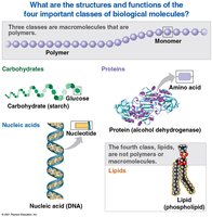 Overview of the four classes of biological molecules