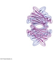 Quaternary structure of a protein