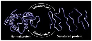 Protein denaturation and renaturation