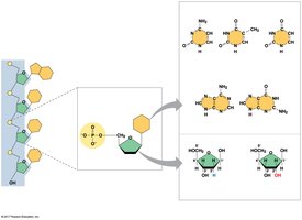 Nucleotide structure and nucleic acid components