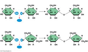 Synthesis of maltose and sucrose via dehydration reactions