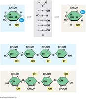 Alpha and beta glucose, starch and cellulose linkages
