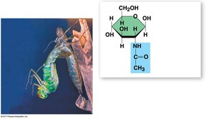 Chitin structure and function in arthropods