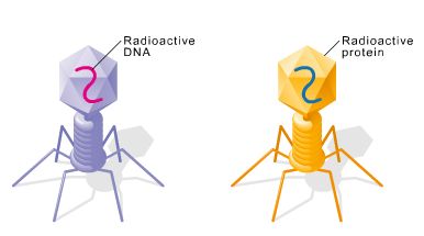 Diagram of radioactive labeling in Hershey-Chase experiment