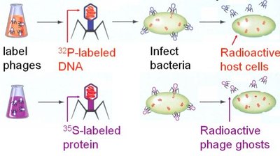 Diagram of Hershey-Chase experiment results