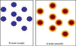 Diagram of R and S strains of Streptococcus pneumoniae