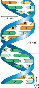 Diagram of purine-pyrimidine base pairing