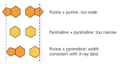 Diagram of hydrogen bonding between base pairs