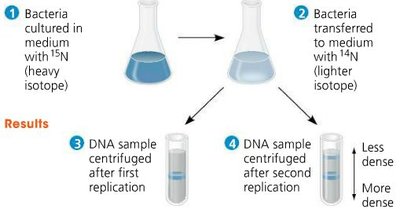 Results of Meselson-Stahl experiment