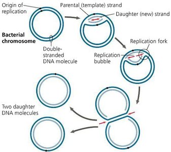 Diagram of prokaryotic origin of replication
