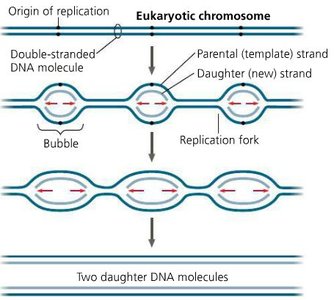 Diagram of eukaryotic origin of replication