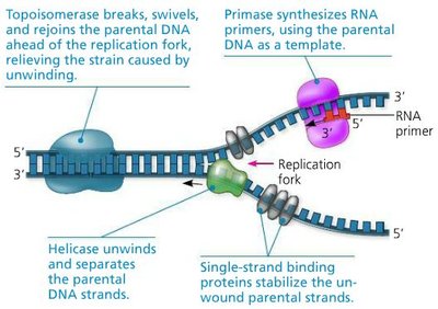 Diagram of DNA replication fork and enzymes