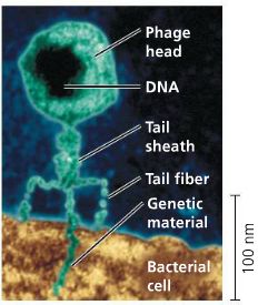 Diagram of a bacteriophage structure