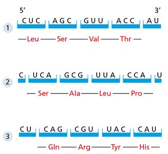 Reading frames in mRNA sequence
