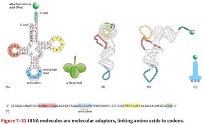 tRNA structure and folding