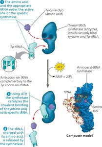 Aminoacyl-tRNA synthetase charging tRNA