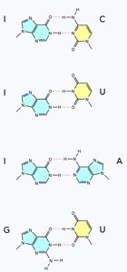 Wobble base pairing examples with inosine