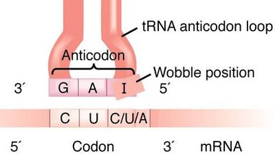 Wobble position in tRNA anticodon loop