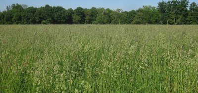 Roots with mycorrhizal associations