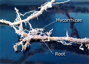 Root with mycorrhizal fungi