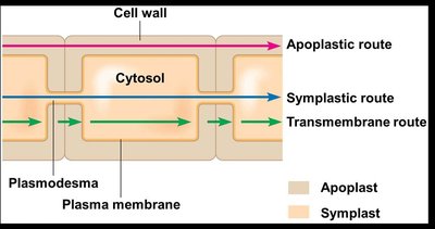 Diagram of apoplastic, symplastic, and transmembrane routes