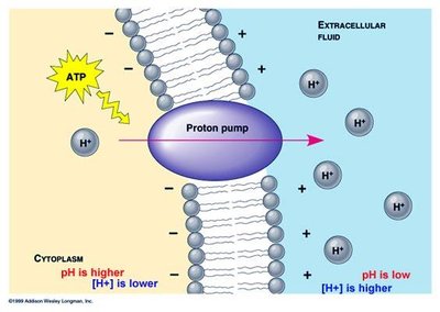 Proton pump and sucrose-H+ cotransporter