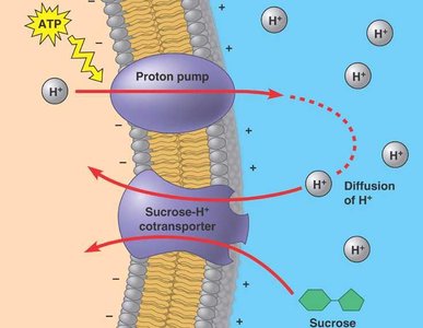 Osmosis across a semipermeable membrane
