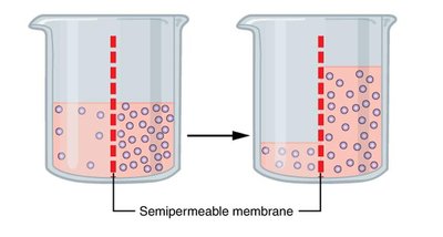 Diagram of turgor pressure in a plant cell