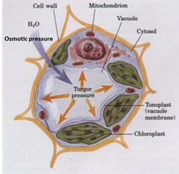 Diagram of turgor pressure and osmotic pressure in a plant cell
