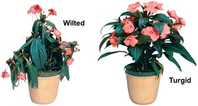 Photo of wilted and turgid plants