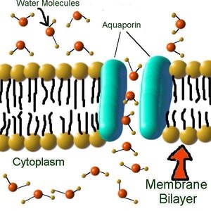 Diagram of aquaporin channel in a membrane