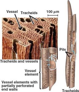 Tracheids and vessel elements in xylem