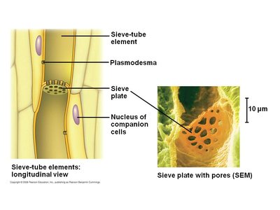 Sieve-tube elements and sieve plate in phloem