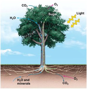 Diagram showing movement of water, minerals, and sugars in a tree