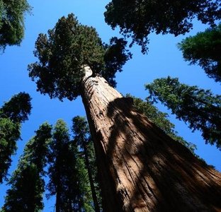Shoot apical meristem with labeled primordia