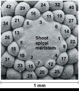 Shoot apex with developing leaf primordia