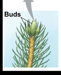 Diagram of leaf orientation and light capture