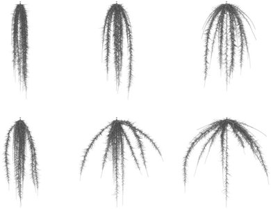Comparison of root systems in different conditions
