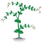 Diagram of pea plant self-fertilization and cross-fertilization