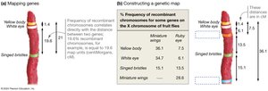 Genetic map showing crossing over and gene distances